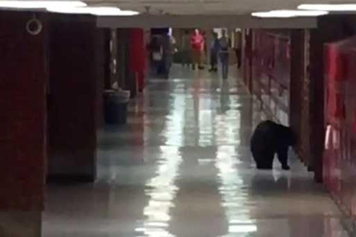 В штате Монтана медведь спокойно прогуливался по школьным коридорам