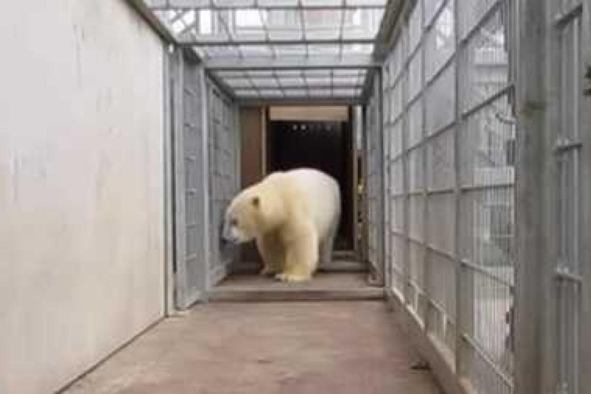 Французская полиция обнаружила мигрантов в фуре с медведем из России Французская полиция обнаружила мигрантов в фуре с медведем из России