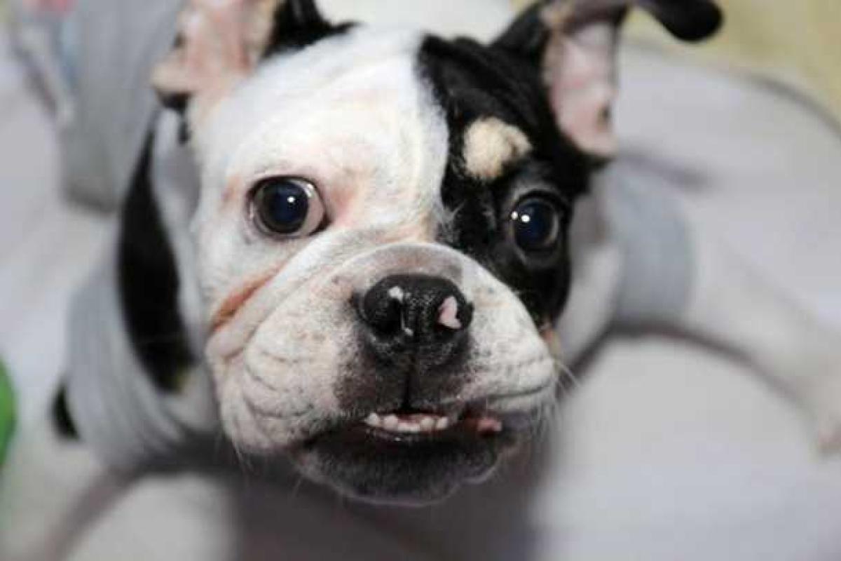 Бульдог, родившийся инвалидом, стал новой звездой интернета