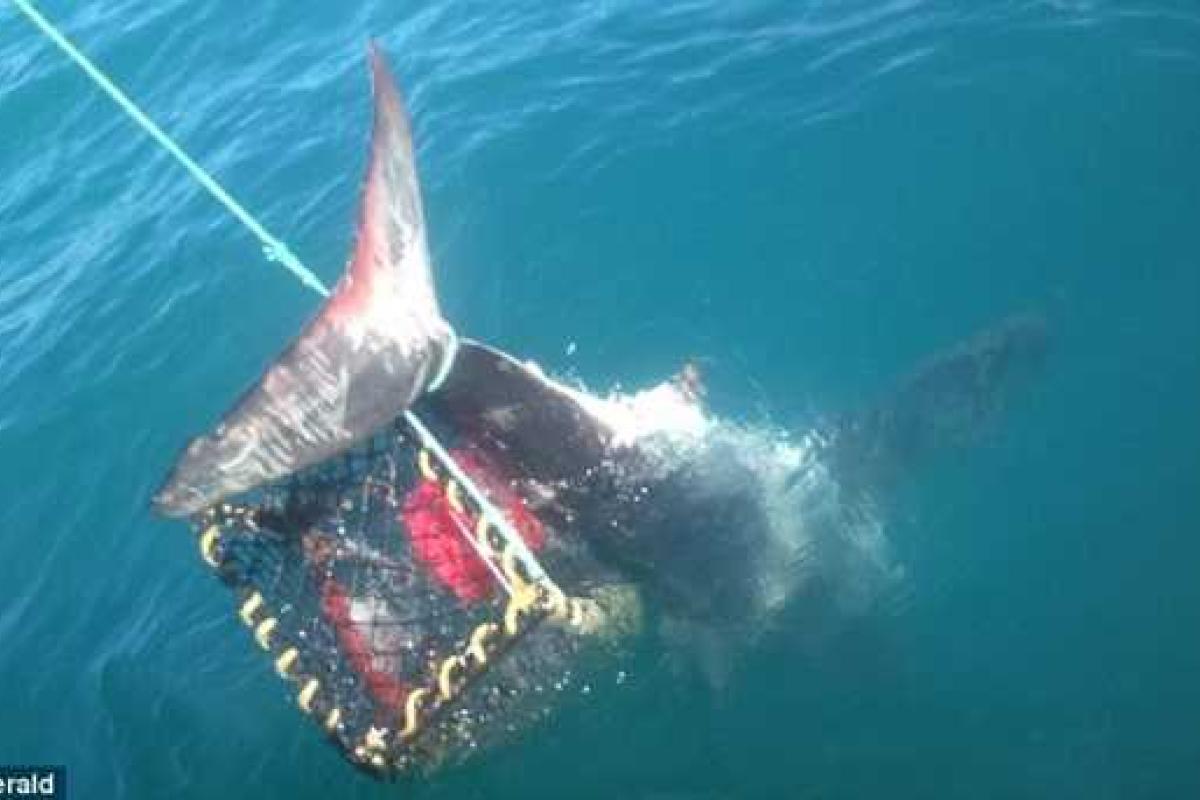 У берегов Новой Зеландии рыбаки поймали двухметровую акулу в ловушку для раков У берегов Новой Зеландии рыбаки поймали двухметровую акулу в ловушку для раков