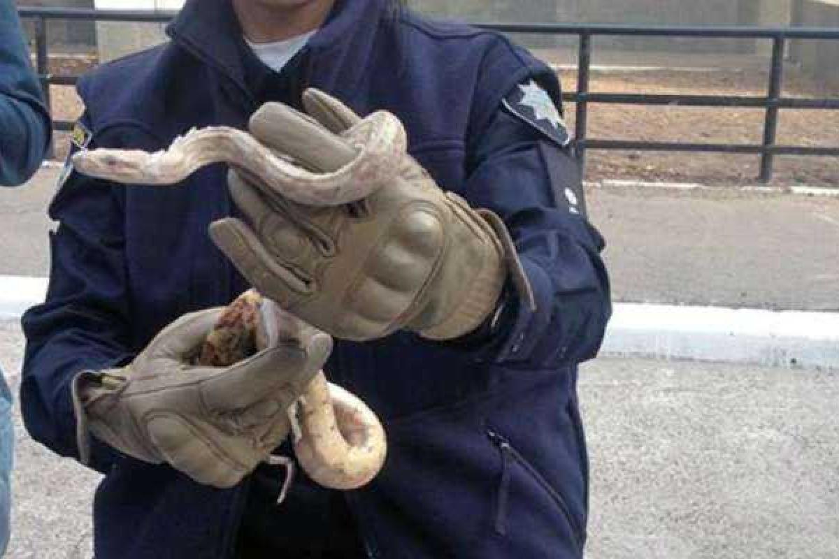 Столичные полицейские спасли жителей одной из многоэтажек от ползучего гада Столичные полицейские спасли жителей одной из многоэтажек от ползучего гада