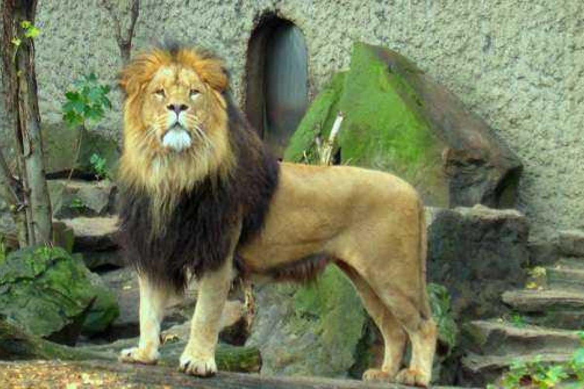 Наглядный урок по вскрытию усыпленного льва решили провести для школьников в датском зоопарке Наглядный урок по вскрытию усыпленного льва решили провести для школьников в датском зоопарке