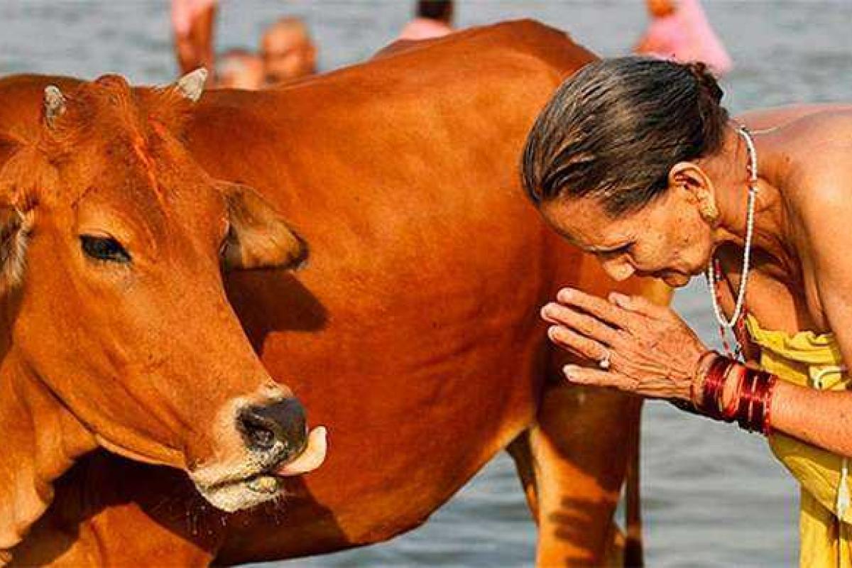 Индией прокатилась волна убийств мусульман за употребление в пищу мяса коров