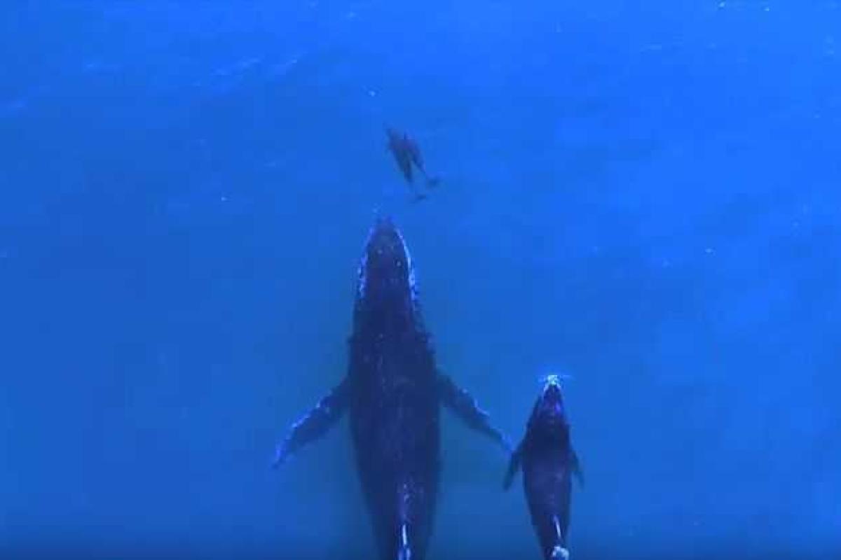 Впечатляющий видеоролик, снятый при помощи дрона: совместная прогулка китов и дельфинов