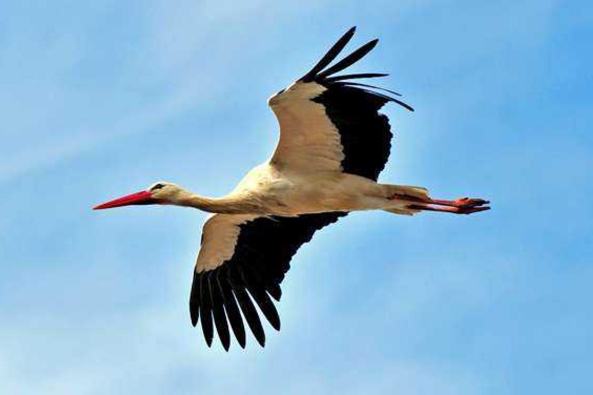 По Крещатику в Киеве спокойно гулял аист По Крещатику в Киеве спокойно гулял аист