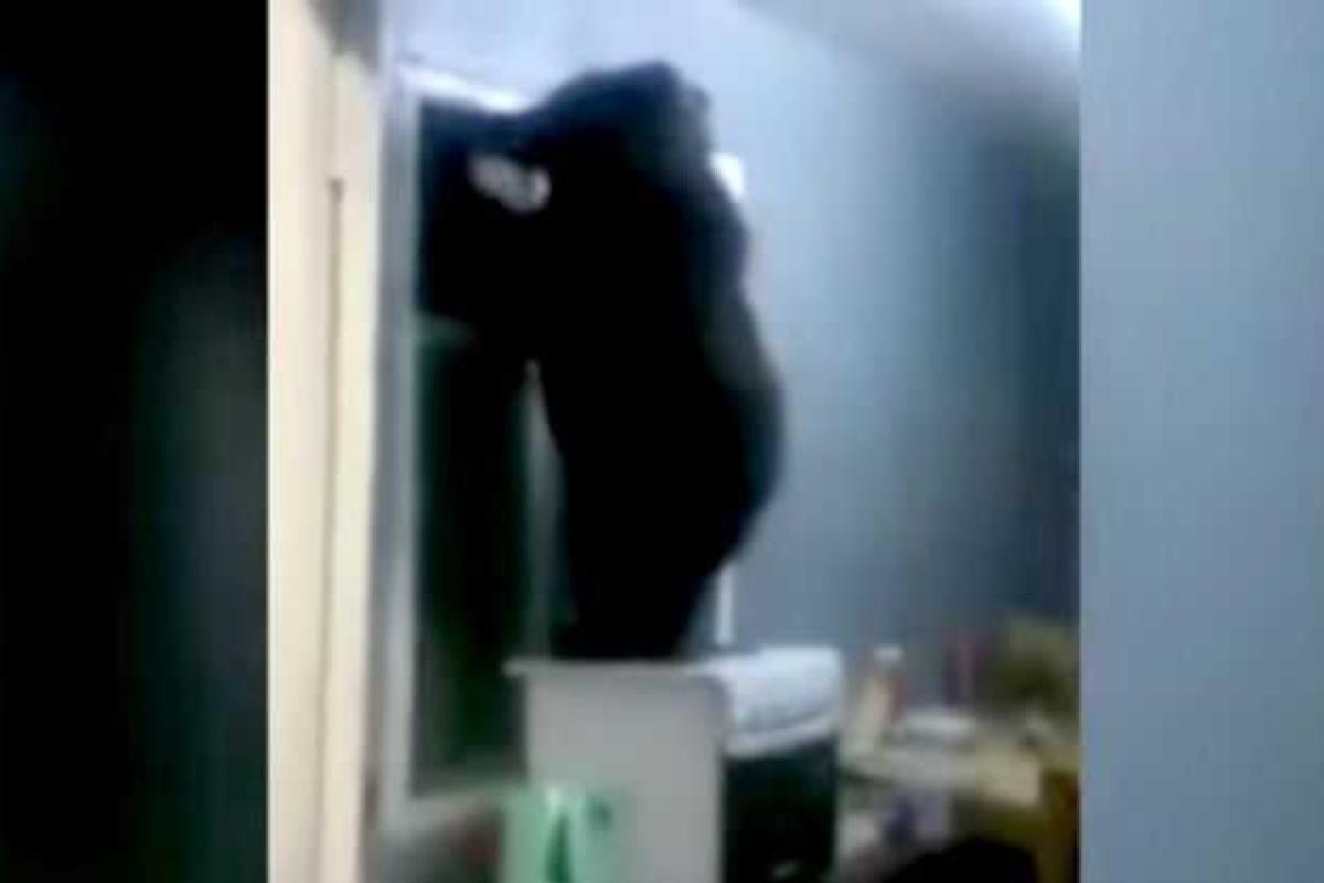 Медвежонок, забравшись в жилой дом в поисках еды, еле унес ноги, застряв в форточке. Видео