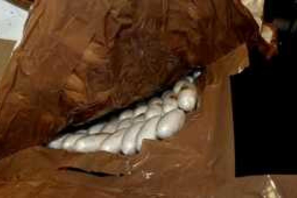 Обнародована причина смерти мужчины, искусавшего пассажира самолета, летевшего в Дублин