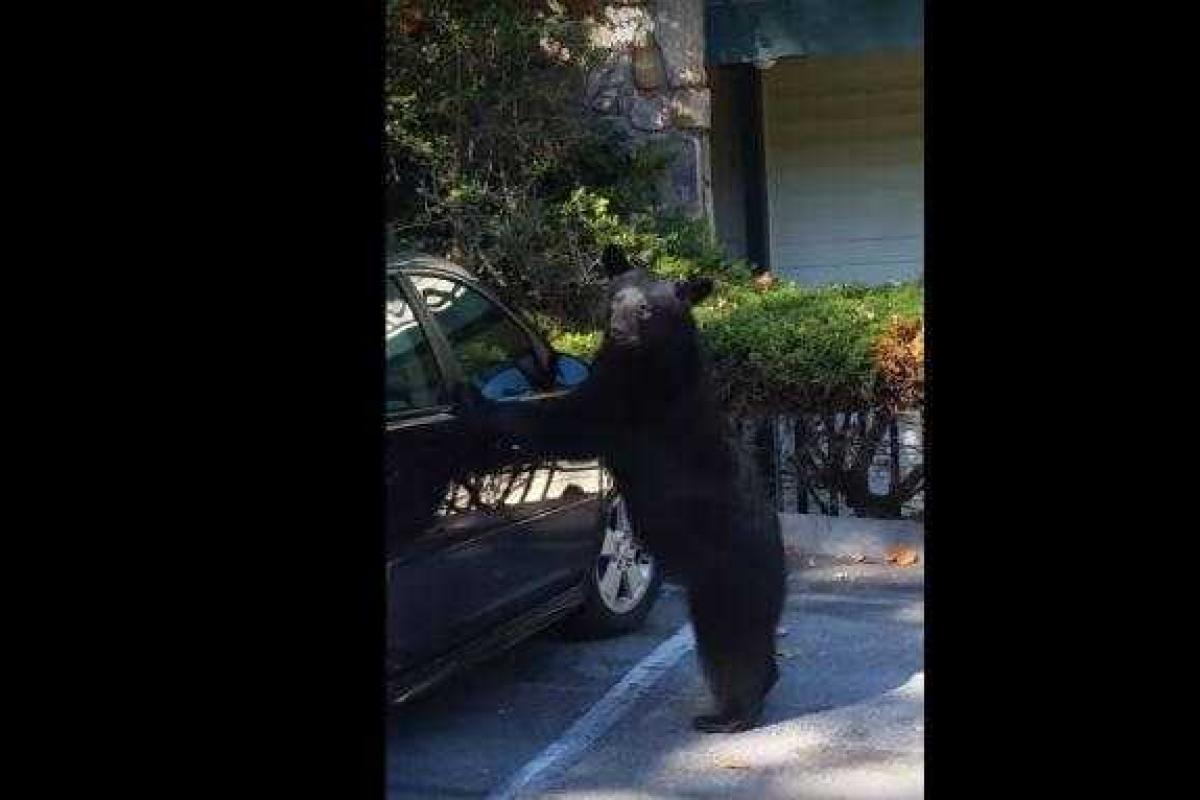 В США медведь на глазах изумленного хозяина авто залез в Chevrolet и посигналил В США медведь на глазах изумленного хозяина авто залез в Chevrolet и посигналил