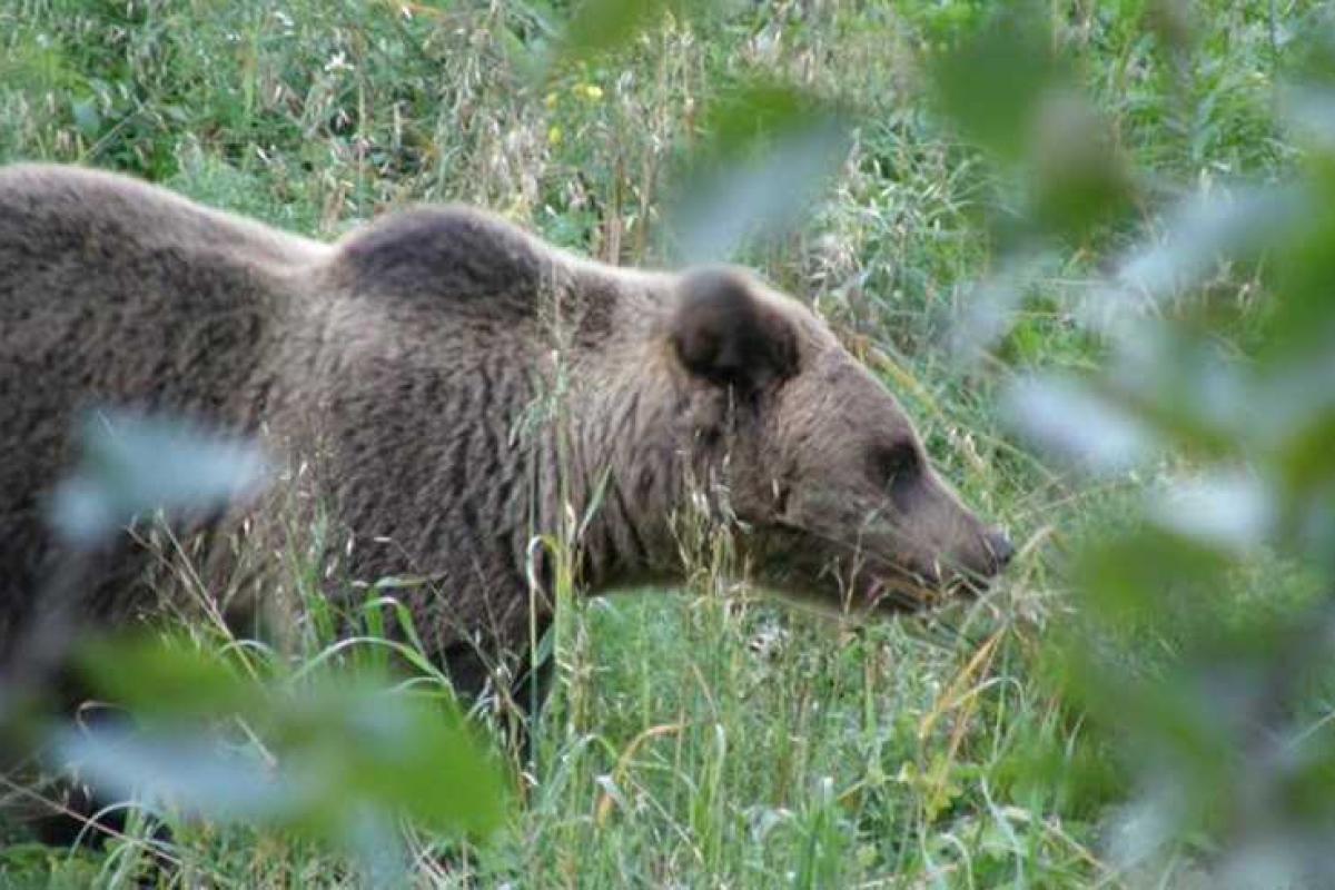 В Хабаровске "охота" на ночного гостя-медведя закончилась убийством зверя