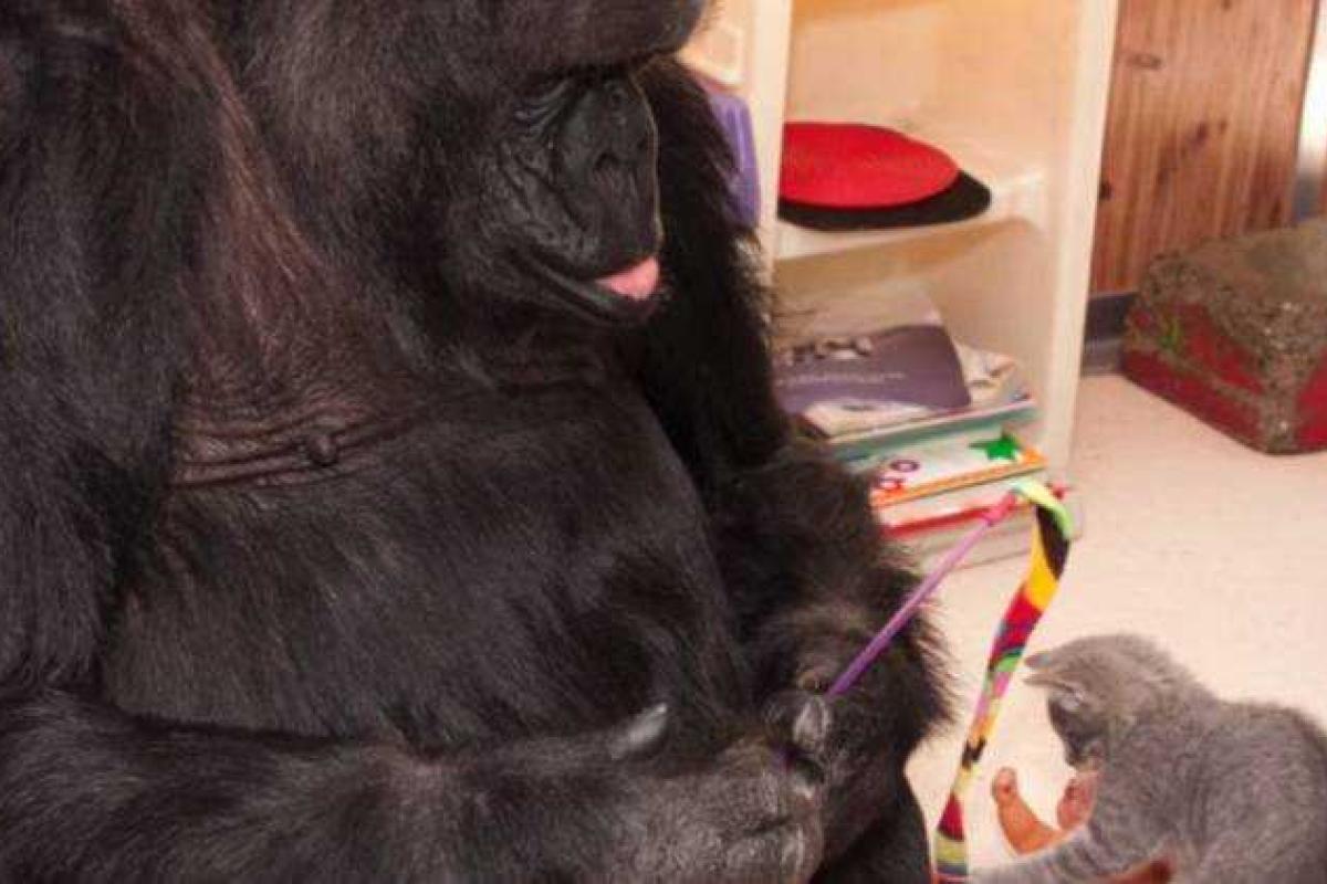 Горилла Коко "усыновила" двух котят