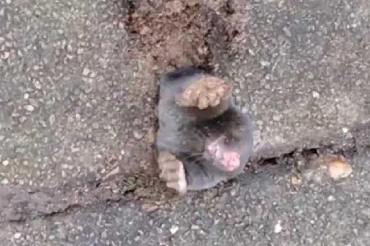 В сети появилось видео с кротом, попавшим в "бетонный плен"