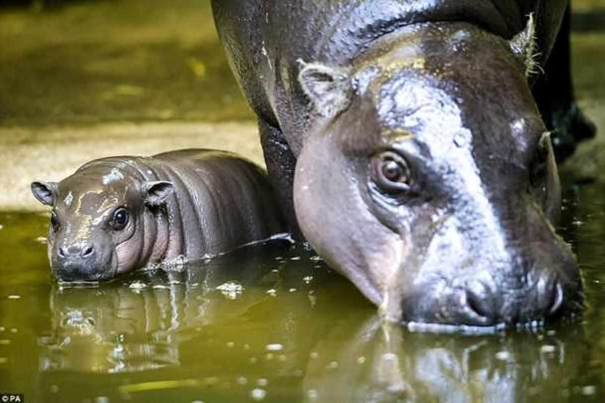 В Британии зоопарк вывел в свет детеныша редкого карликового бегемота В Британии зоопарк вывел в свет детеныша редкого карликового бегемота