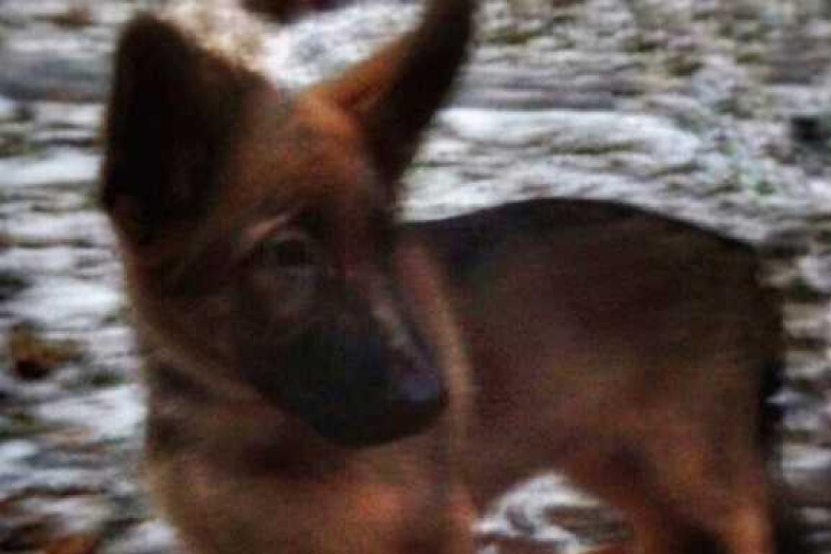 Французские полицейские получили в подарок от России щенка по кличке Добрыня Французские полицейские получили в подарок от России щенка по кличке Добрыня