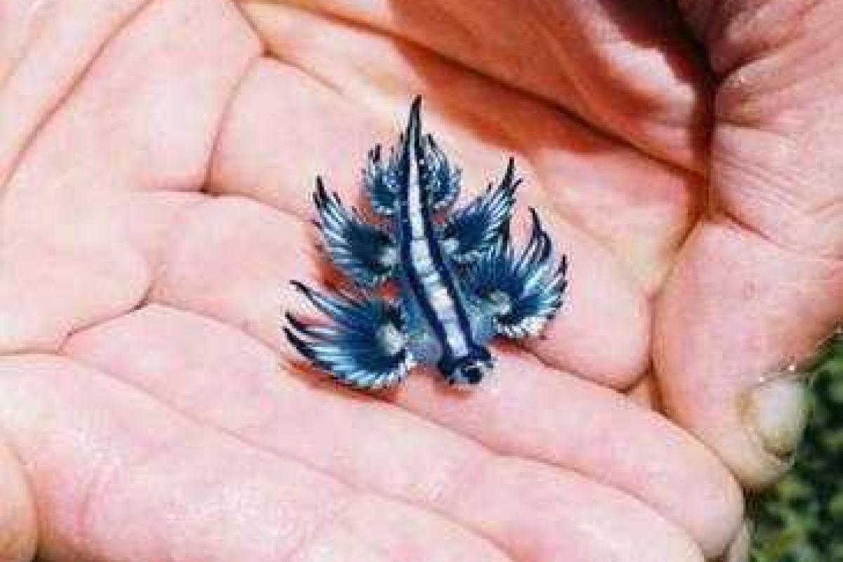 В Австралии на пляже отдыхающие обнаружили неизвестное светящееся существо 