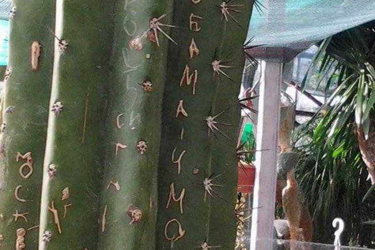 Русские туристы-варвары в Крыму не пощадили даже 100-летний кактус Русские туристы-варвары в Крыму не пощадили даже 100-летний кактус