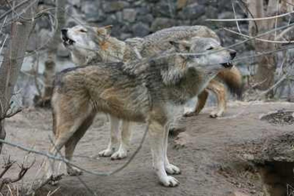 На Донбассе новая беда: села атакуют стаи голодных волков 