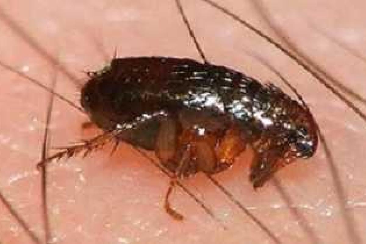 В США зафиксирован случай заболевания бубонной чумой В США зафиксирован случай заболевания бубонной чумой