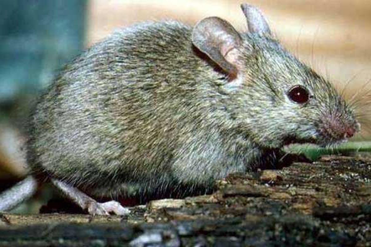 Позиции сил АТО атакует новый враг: на передовой - взрыв популяции грызунов