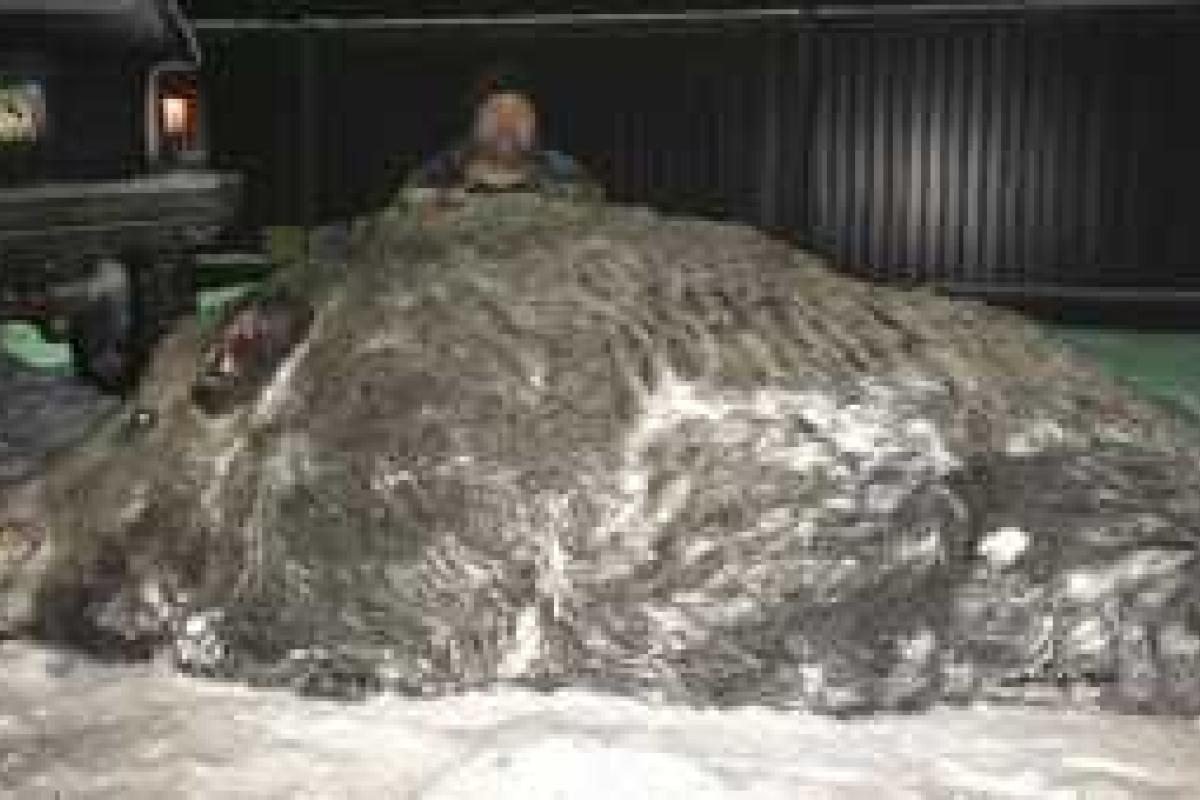 На Урале охотник завалил огромного кабана На Урале охотник завалил огромного кабана