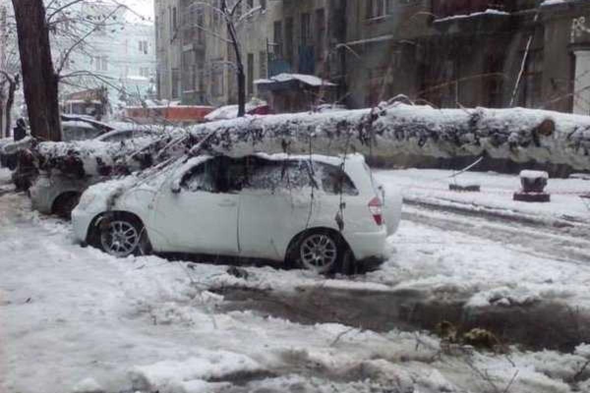 Непогода бушует на Харьковщине: ветер валит деревья и электроопоры, уже есть человеческие жертвы