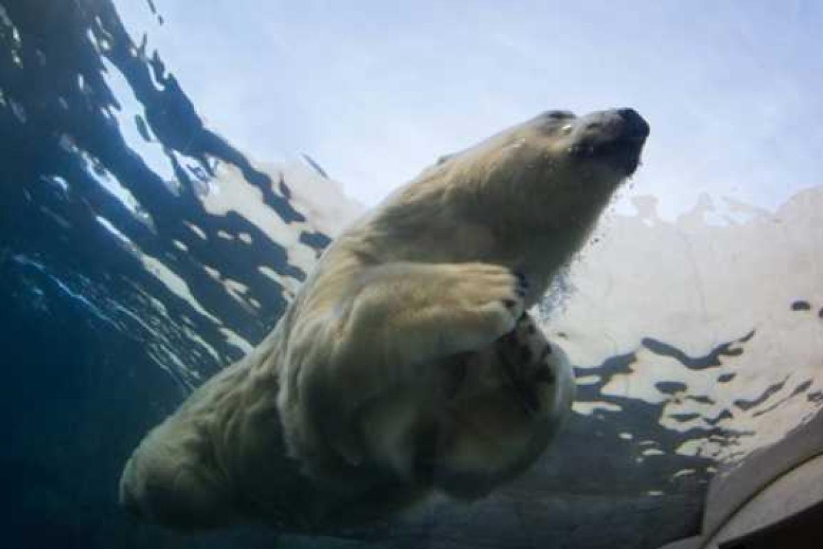 Игры со смертью: В Копенгагене мужчина прыгнул в вольер к медведю в городском зоопарке Игры со смертью: В Копенгагене мужчина прыгнул в вольер к медведю в городском зоопарке