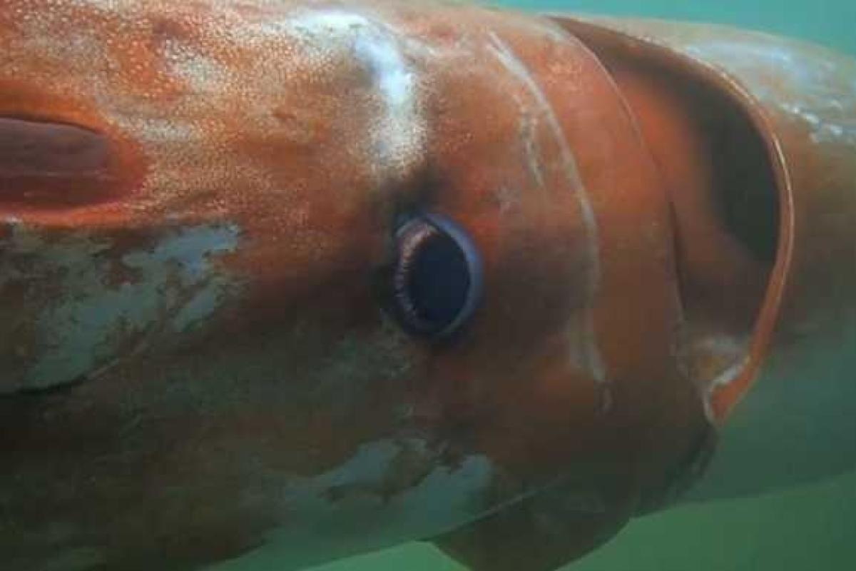 В Японском море дайвер повстречался с огромным кальмаром. Видео В Японском море дайвер повстречался с огромным кальмаром. Видео