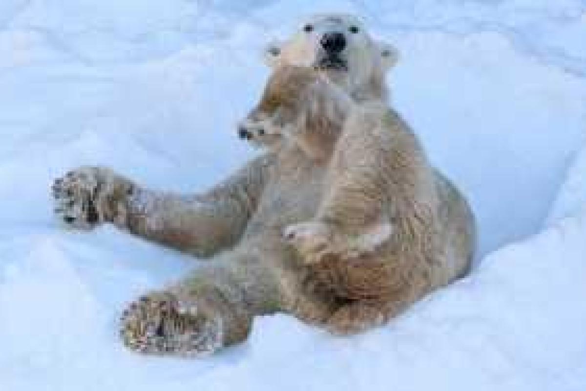 В калифорнийском зоопарке белые медведи в восторге от завезенного снега. Видео