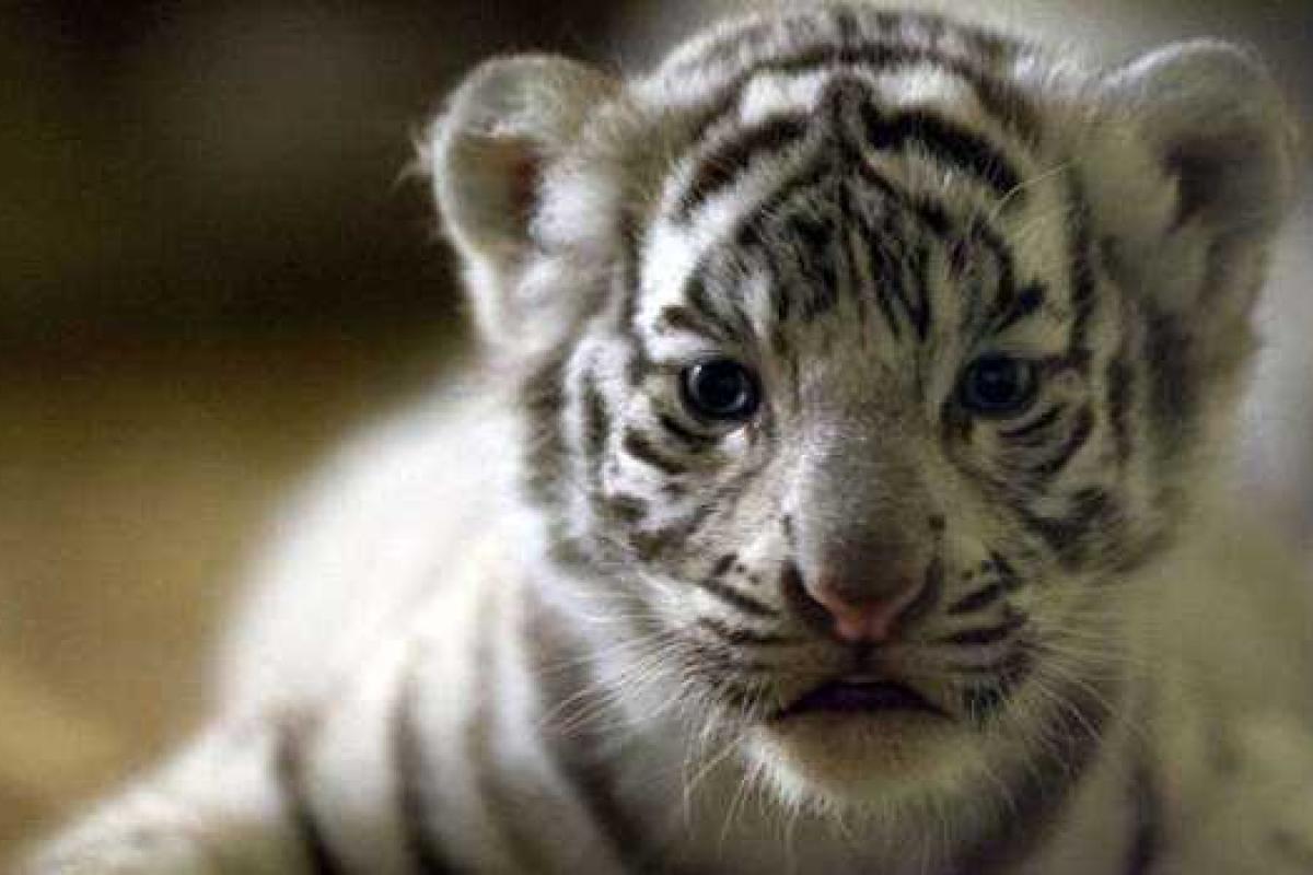 Энергоблокаду Крыма тяжело переносят даже звери: в Ялте умер второй детеныш Тигрюли Энергоблокаду Крыма тяжело переносят даже звери: в Ялте умер второй детеныш Тигрюли