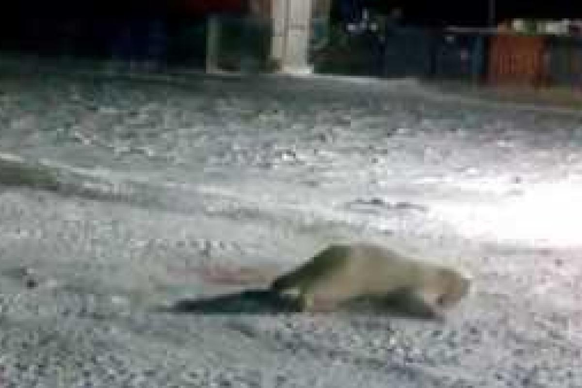 В Сеть попали жуткие кадры убийства белой медведицы российскими полярниками