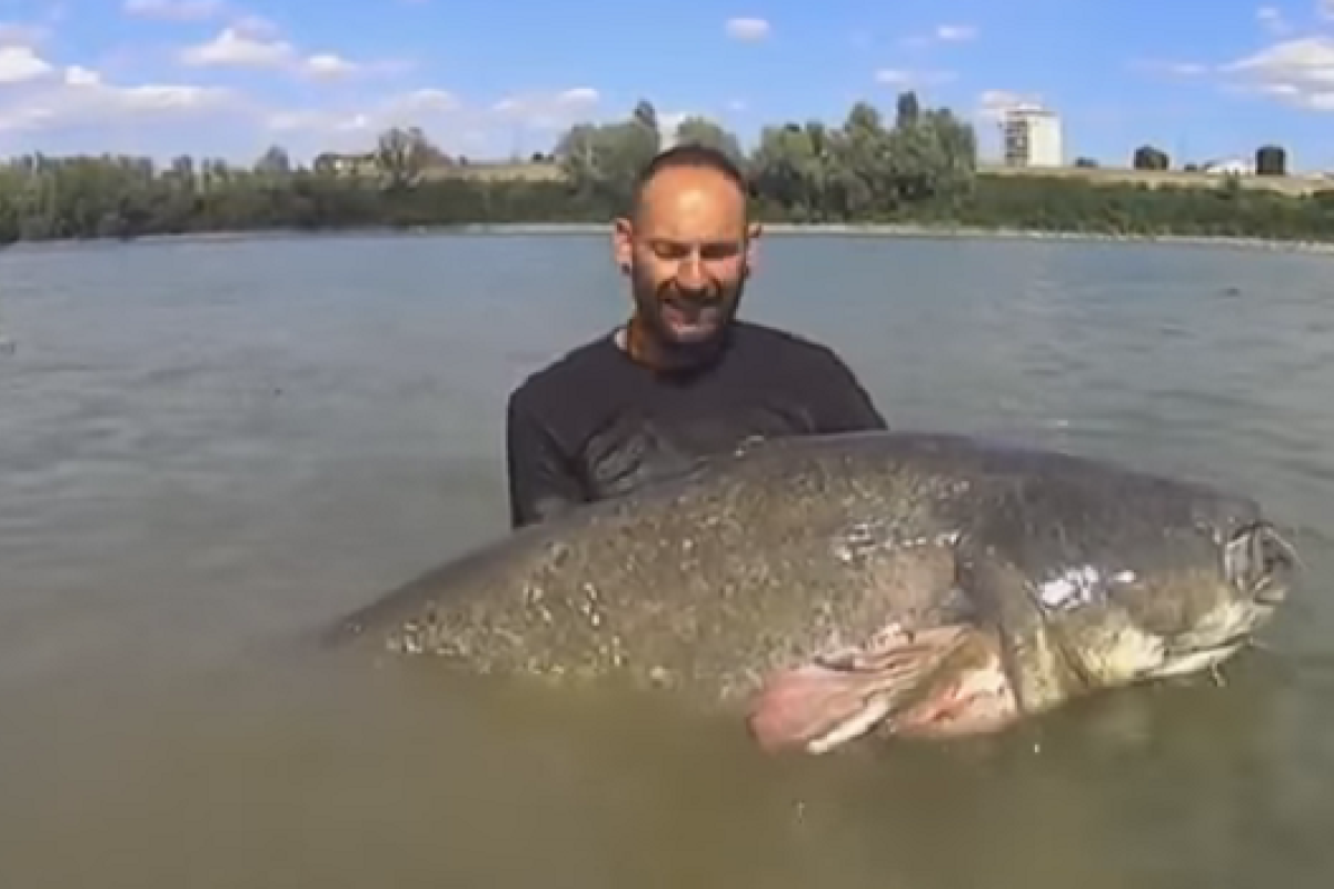 На севере Италии рыбак поймал огромного сома