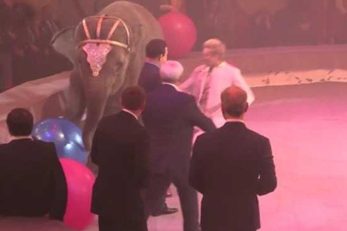 В Питере на торжественном открытии цирка слон чуть не растоптал Кобзона