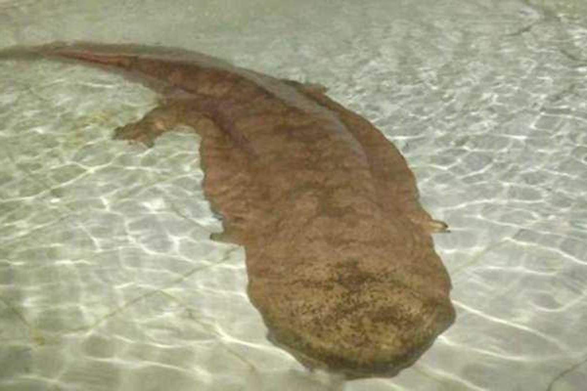 В карстовой пещере Китая обнаружили 200-летнего гигантского саламандра