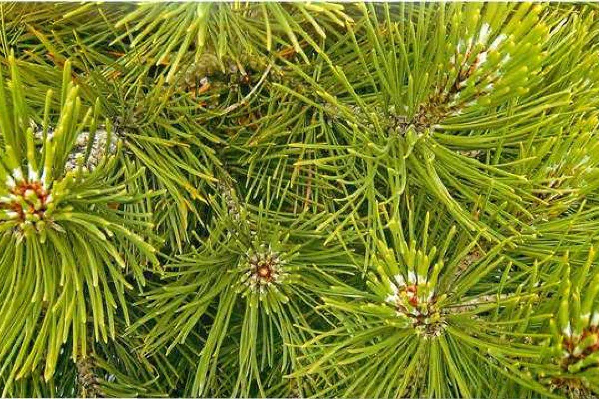 На Луганщине полиция продолжает операции под условным названием "Лес" и "Елка"