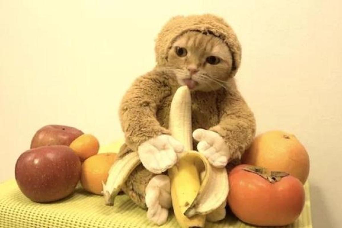 Новогодний ролик с котом-обезьяной вызвал противоречивые чувства у пользователей Сети