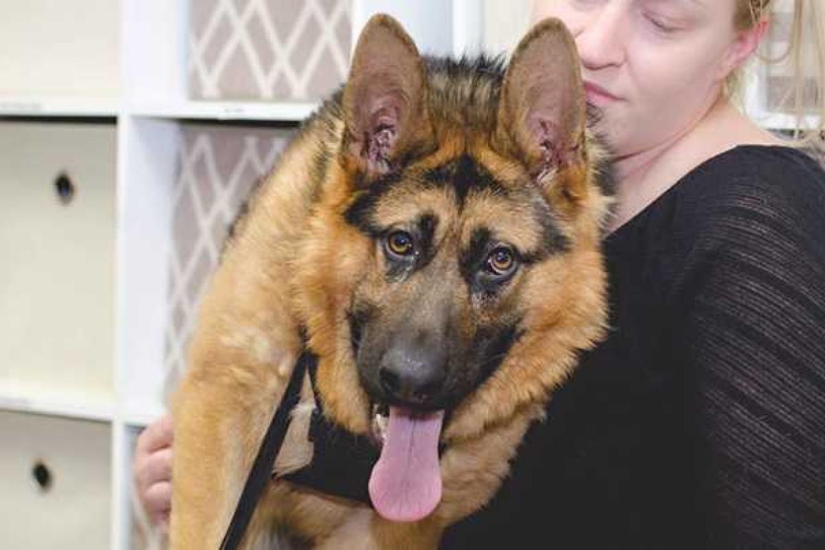 Новой звездой интернета стала собака-инвалид Квазимодо 