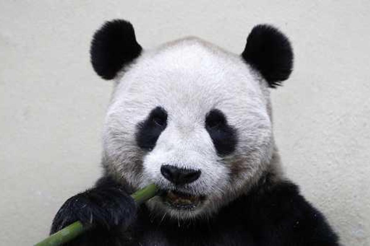 Сотрудники вашингтонского зоопарка поделились забавным видео: панда с восторгом купается в снегу