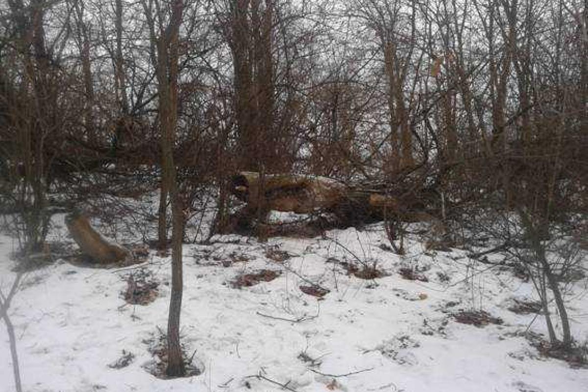 На Донетчине в лесополосе обнаружен замаскированный тайник с боеприпасами На Донетчине в лесополосе обнаружен замаскированный тайник с боеприпасами