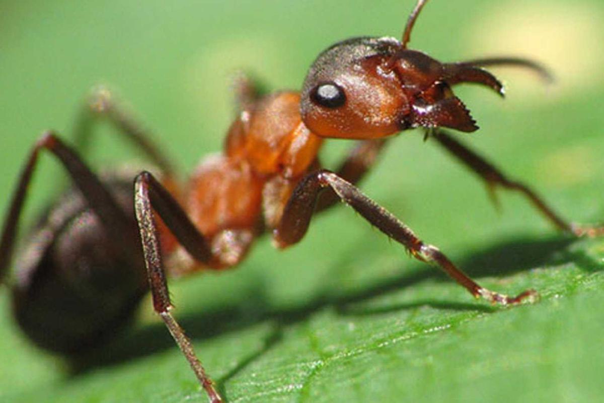 В Индии живет девочка, в голове которой поселилась семья муравьев