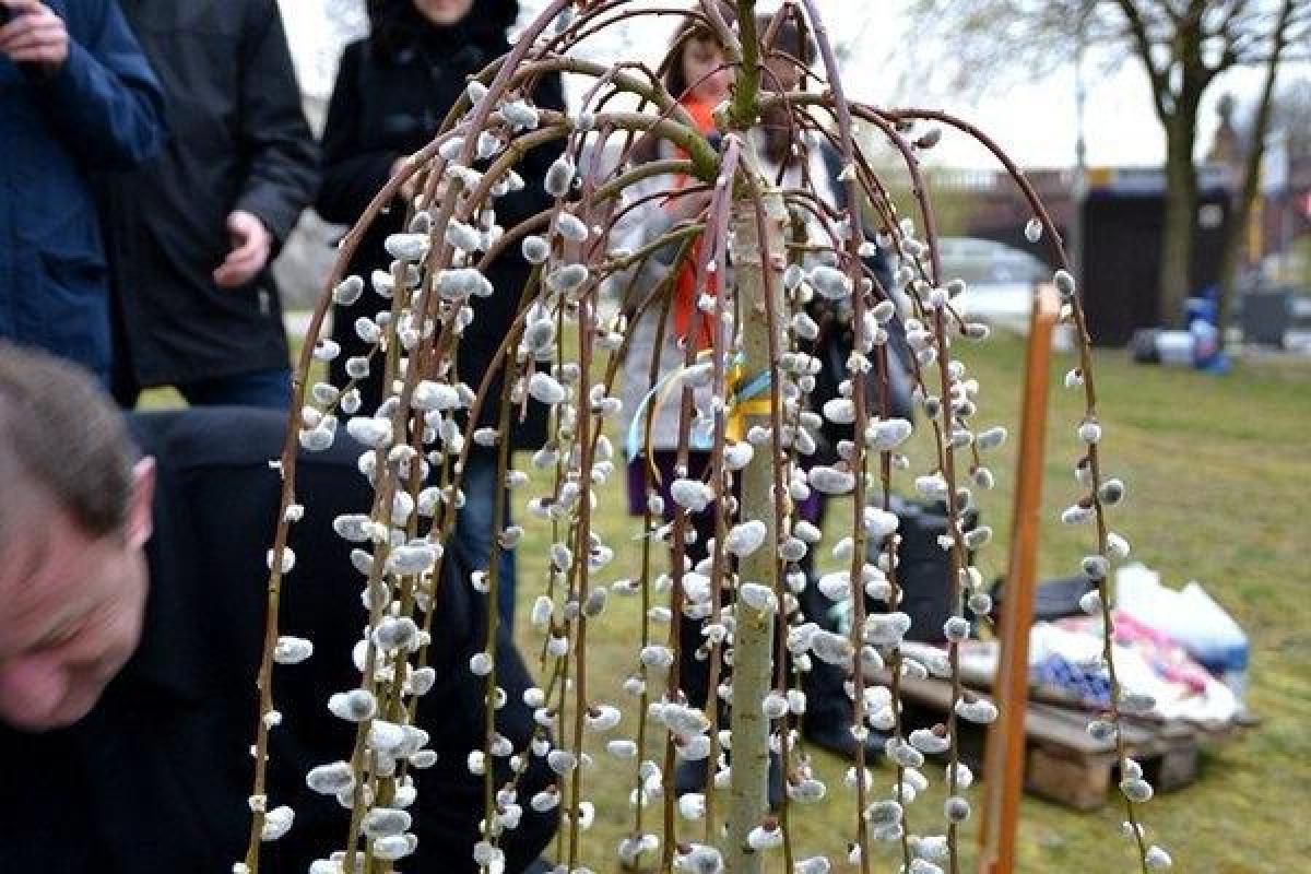 В Берлине вандалы уничтожили иву, посаженную к 200-летию Тараса Шевченко