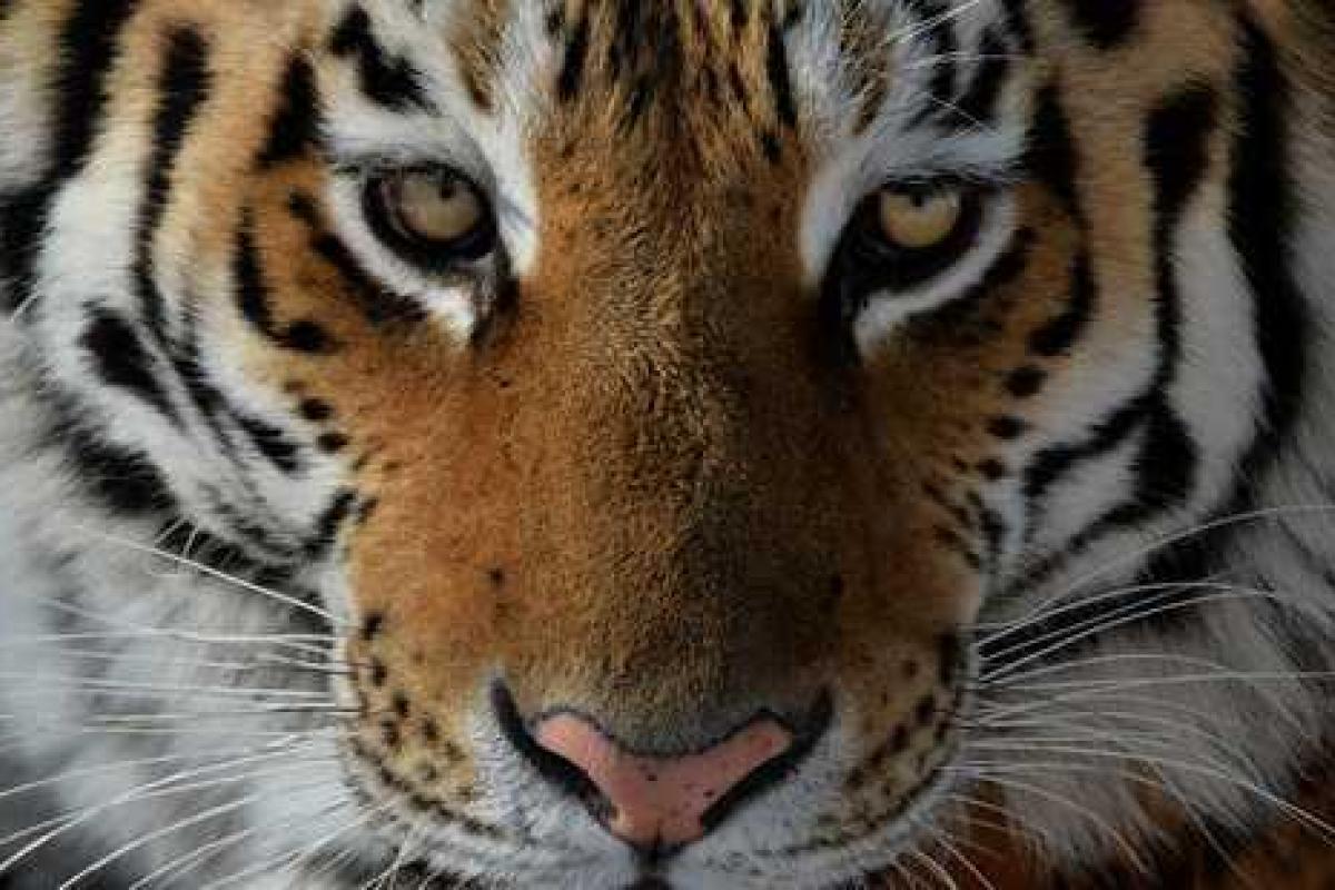 По улицам Воронежа "путешествовал" сбежавший тигр: хищника усыпили и отправили в зоопарк