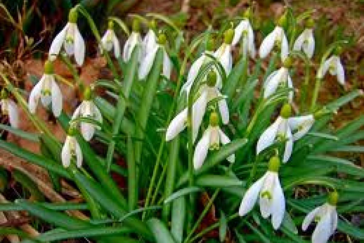 В Мариуполе начинается операция "Первоцвет" В Мариуполе начинается операция "Первоцвет"