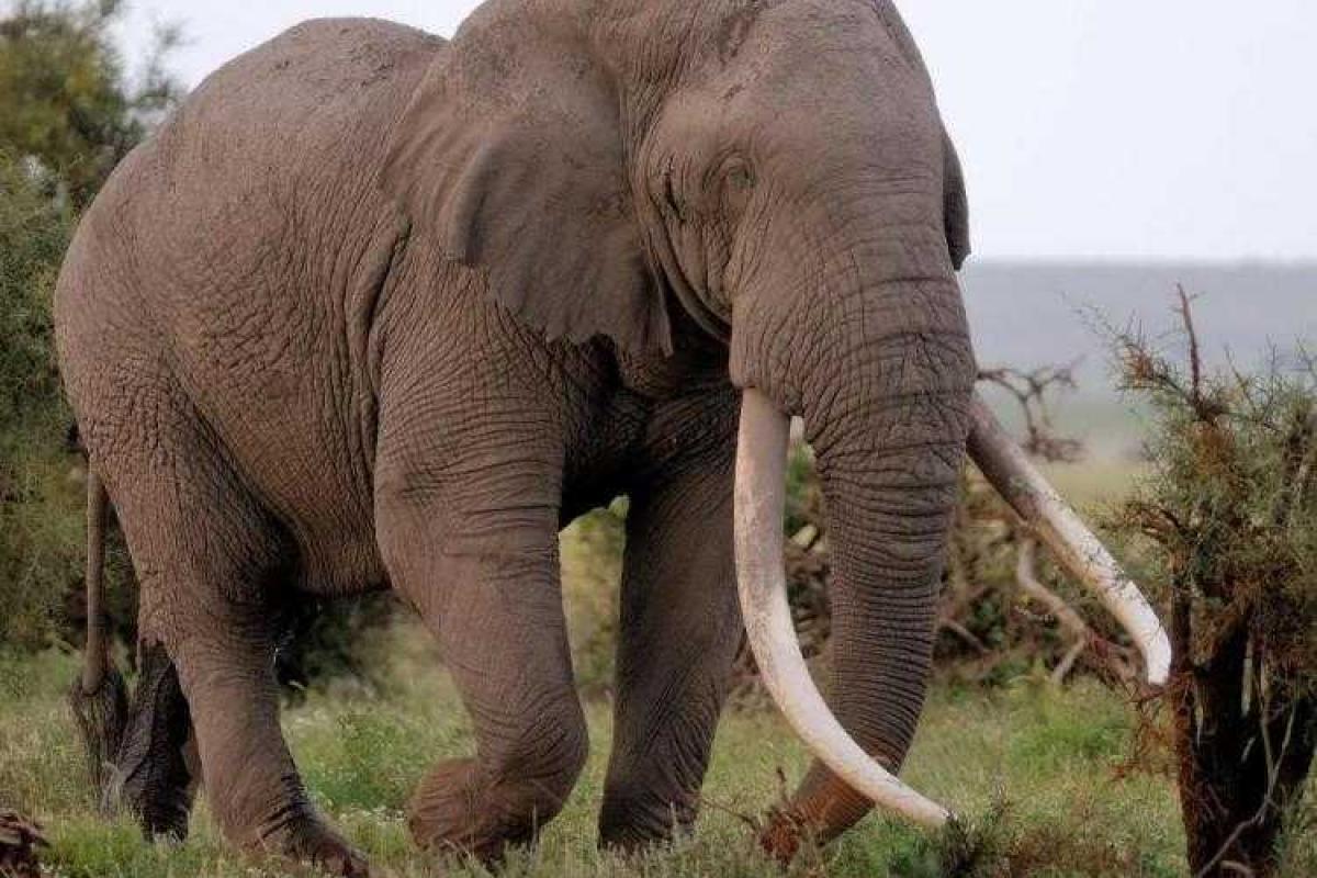 В сеть попало жуткое видео нападения слона на колонну автомобилей в Индии