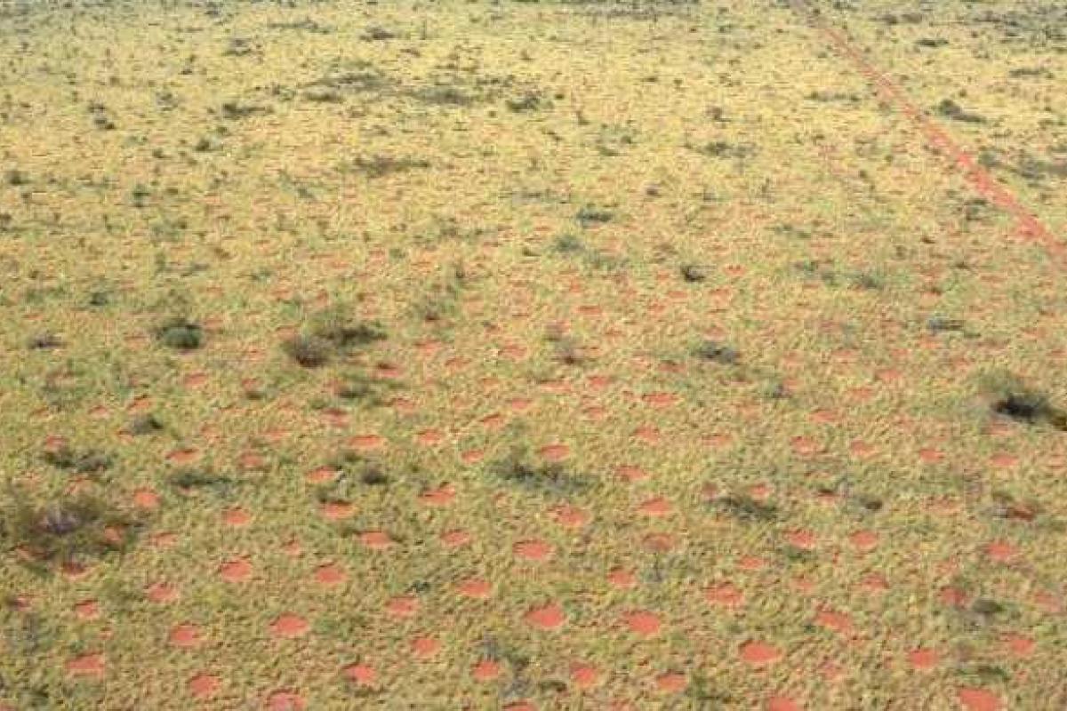 В пустыне Австралии обнаружена необъяснимая аномалия - загадочные "дьявольские круги" 