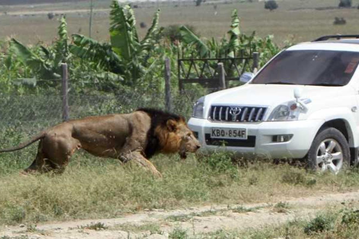 В Кении рейнджеры застрелили одного из самых известных львов 