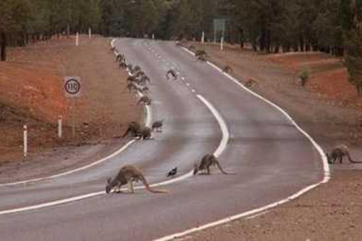 В Австралии кенгуру стал причиной аварии: пострадало восемь велосипедистов