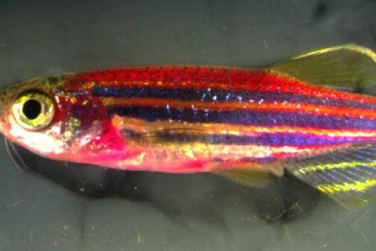 Ученые создали "разноцветную" рыбу: в лучах ультрафиолета она сияет 70 цветами