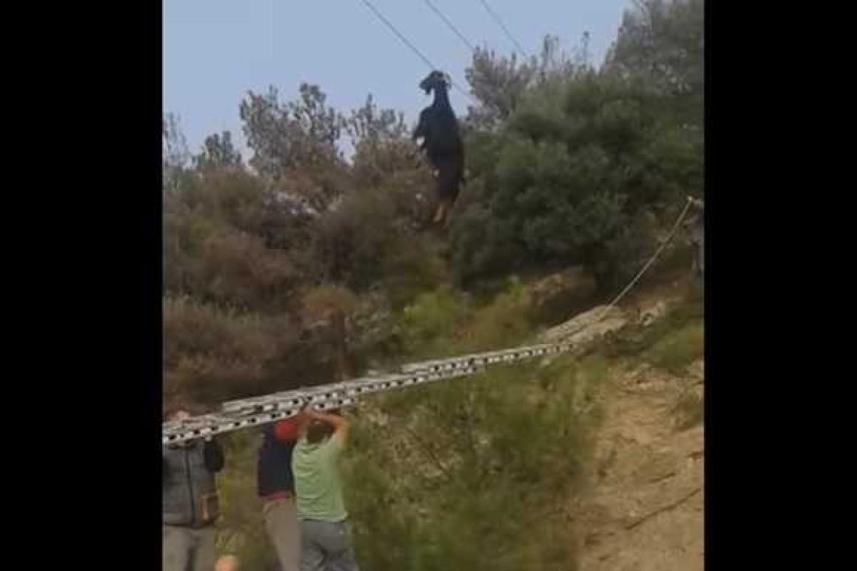 В сети бьет рекорды просмотров видео с козой, повисшей на электропроводе высоко над землей