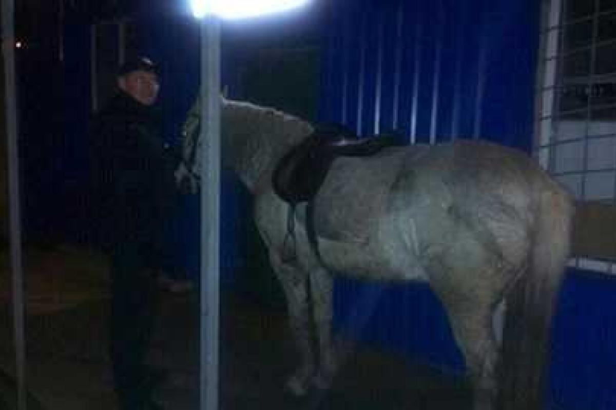 В Харькове экипаж патрульной полиции выписал штраф пьяному "водителю" лошади В Харькове экипаж патрульной полиции выписал штраф пьяному "водителю" лошади