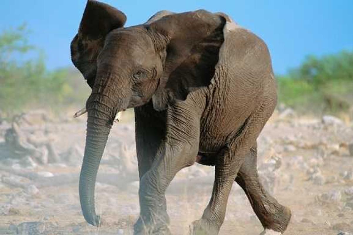 На украинско-белорусской границе пограничники ищут сбежавшего из фуры посреди трассы слона - СМИ