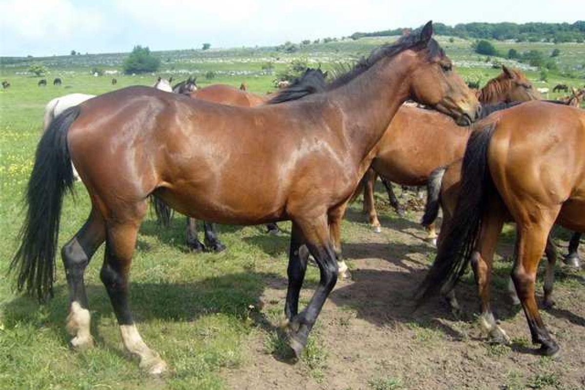 В России зверски расправились с лошадьми, которых пытались ввезти с территории Украины